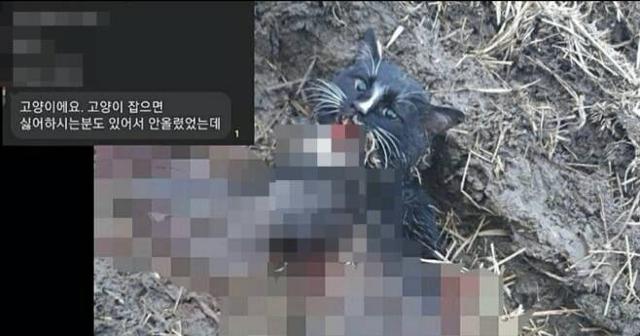 고양이에게 화살을 쏘고 괴로워하는 사진을 카카오톡 오픈채팅방에 공유한 이모씨가 11일 집행유예 선고를 받았다. 동물자유연대 제공