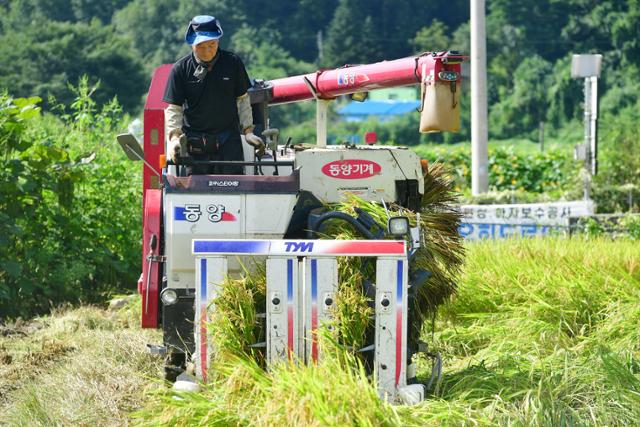 지난달 27일 강원도 화천군에 따르면 이날 화천읍 풍산리 4,408㎡ 면적의 논에서 첫 벼베기가 진행됐다. 연합뉴스