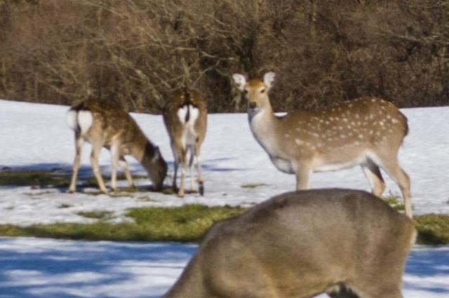 한라산에 서식하는꽃사슴. 독자 제공
